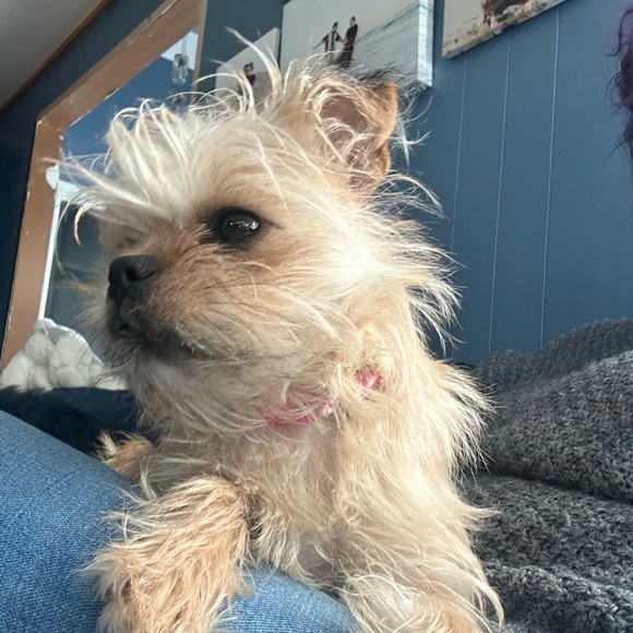 Meet your Posher, Tracy - Picture 3 of 5